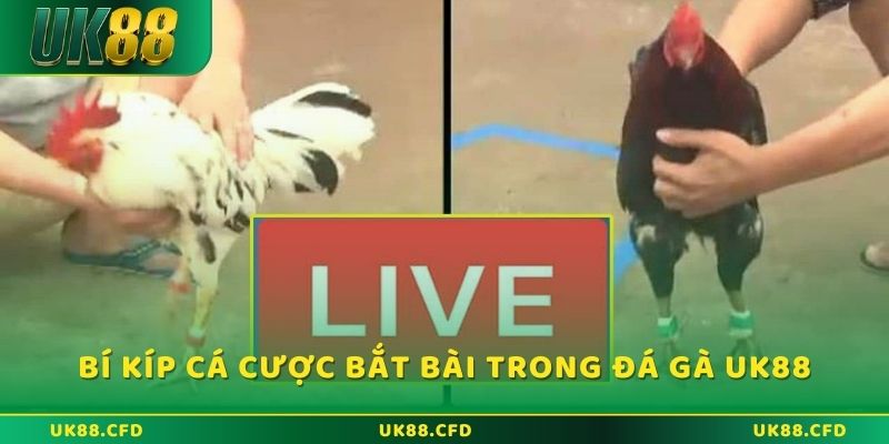 Bí kíp cá cược bất bại khi tham gia đá gà Thomo