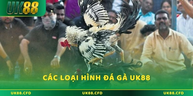 Các loại hình đá gà UK88 được yêu thích nhất 2025