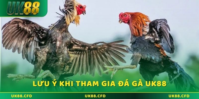 Một số lưu ý khi tham gia đá gà UK88