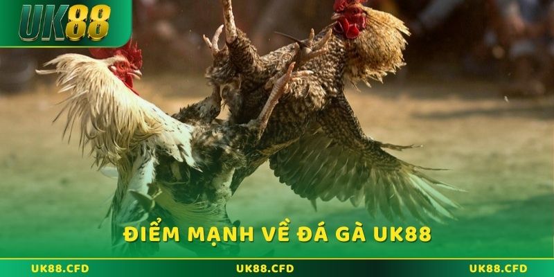 Một vài điểm mạnh về đá gà UK88