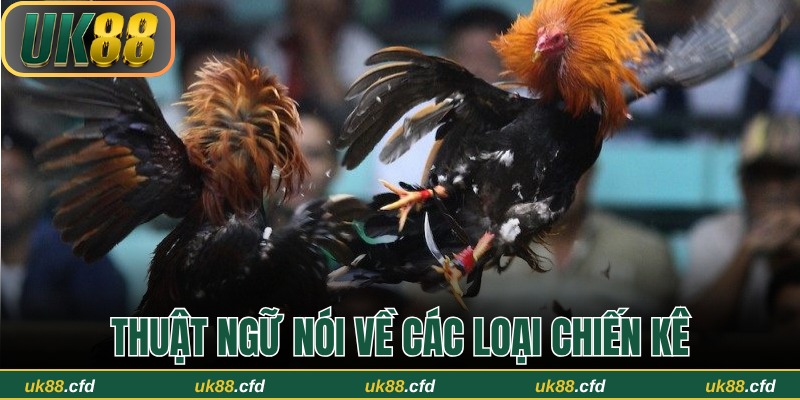 Các từ ngữ chuyên ngành nói về loại chiến chọi