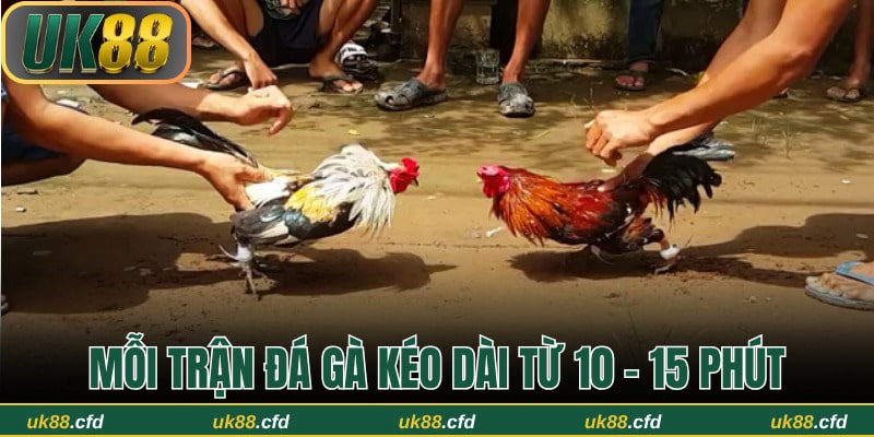 Luật đá gà miền Bắc quy định thời lượng thi đấu 10 - 15 phút