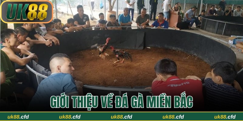 Sơ lược về hình thức đá gà miền Bắc