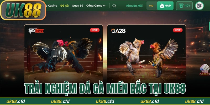 Trải nghiệm đá gà trực tuyến tiện lợi tại nhà cái UK88